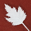 Artificial Maple Leaf - Unpainted White - Unpainted Leaves - 