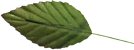 Large Rose Leaf - Artificial Leaves - Artificial Silk Leaves - Rose Leaf - 