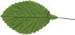 Small Blossom Leaves - Green - Artificial Leaves - Artificial Silk Leaves - 