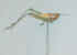 Grasshopper on Stem - 