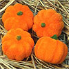 Mini Pumpkins - Miniature Pumpkins for Crafts - Halloween Decorations - Fall Decorations