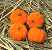 Mini Flocked Pumpkins - Halloween Decorations - Fall Decorations