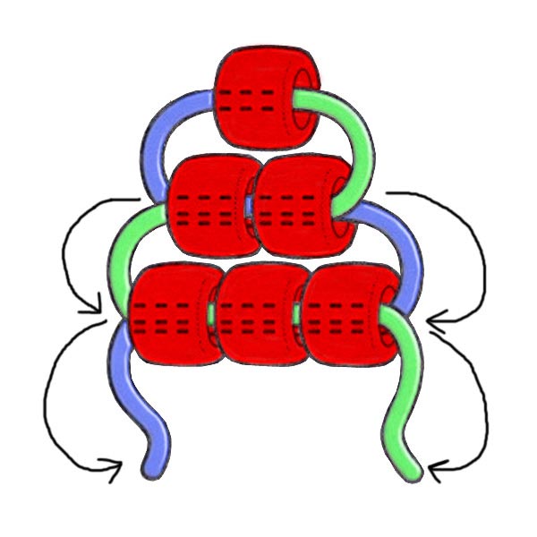 Diagram showing how two cords pass through a row of pony beads from opposite directions when weaving a lizard or gecko keychain.