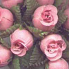Rose Bud Bunch - Rose Bud Cluster